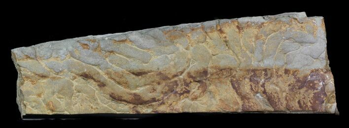 Pennsylvanian, Fossil Microbial Mat - Oklahoma #31770